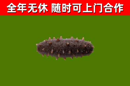 襄樊回收海参干